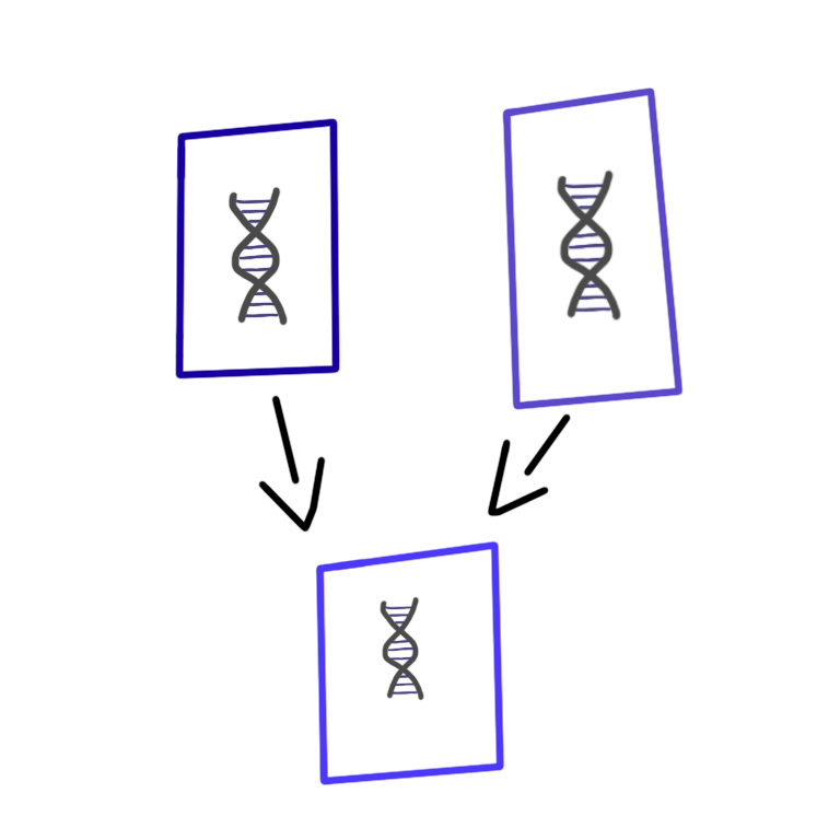A set of three rectangles each of the rectangles goes had some DNA inside of it. There are two rectangles positioned above the third one. Each of the two upper rectangles has an arrow pointing from it towards the lower rectangle to represent their DNA going into the lower rectangle